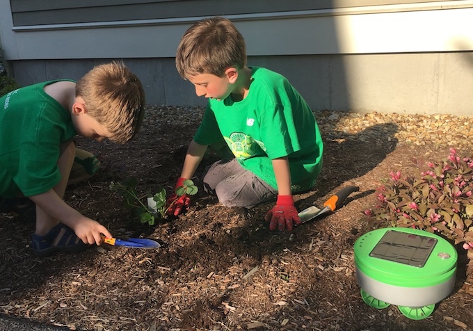 Robot-gardener Tertill 