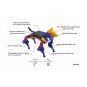 Petoi Bittle X V2 Robot chien pr assembl