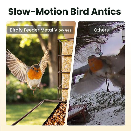 Feeder Metal V Birdfy IA Birdfy