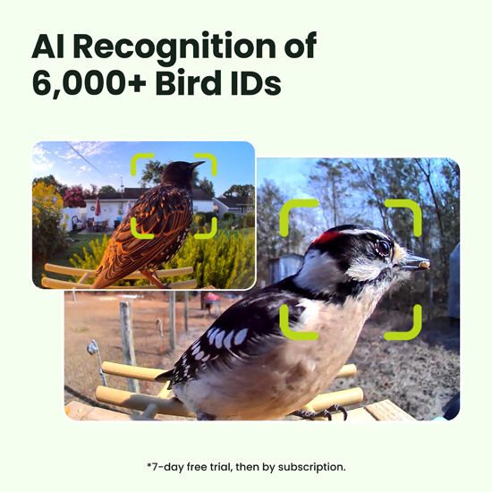 Nichoir connect� Birdfy House Ebony